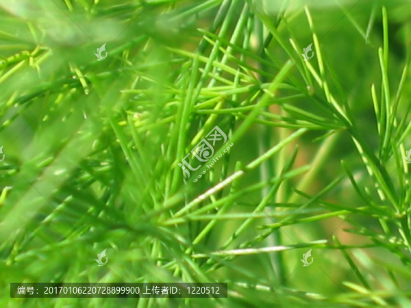 草
