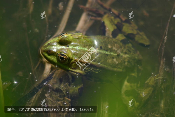 浮蛙