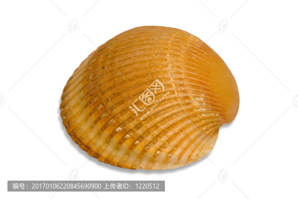 小貝殼