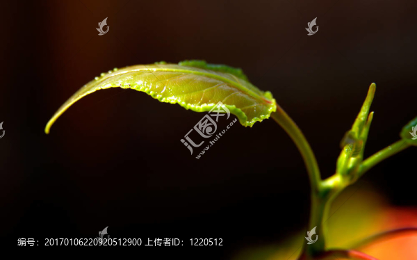 新的樹葉