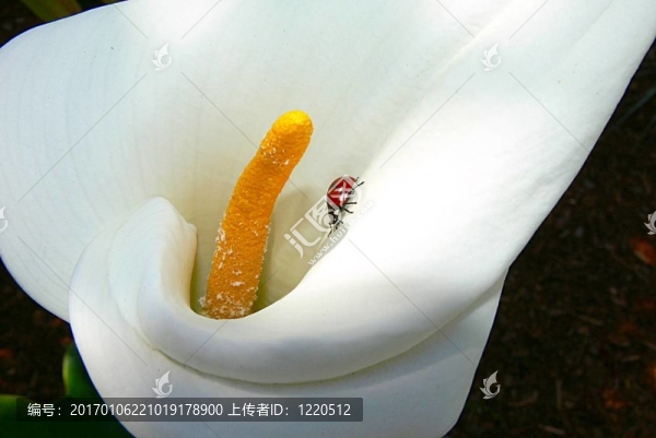 馬蹄蓮