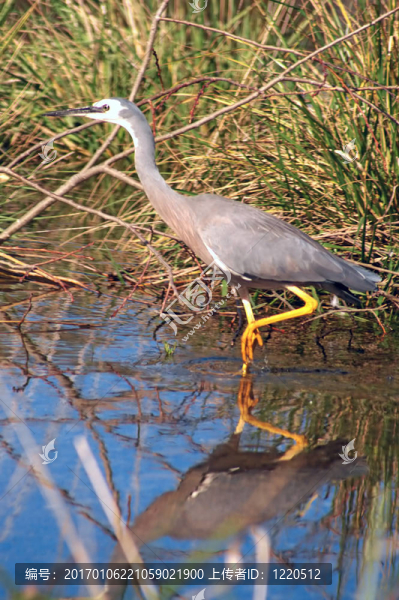 蒼鷺-匯圖網(wǎng) www.fosd68.com 蒼鷺