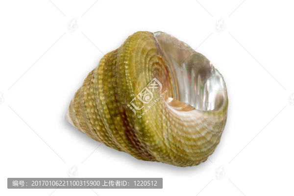 小貝殼VI