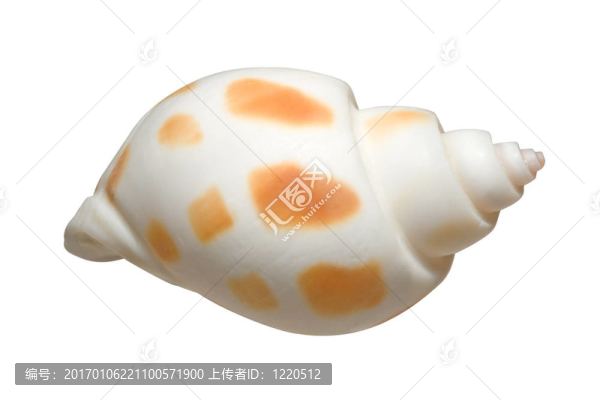 小貝殼四