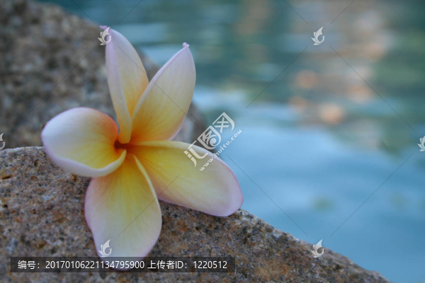雞蛋花的池