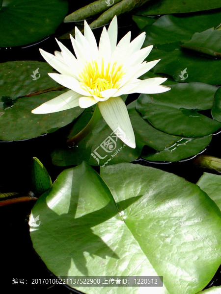 水百合-匯圖網(wǎng) www.fosd68.com 水百合