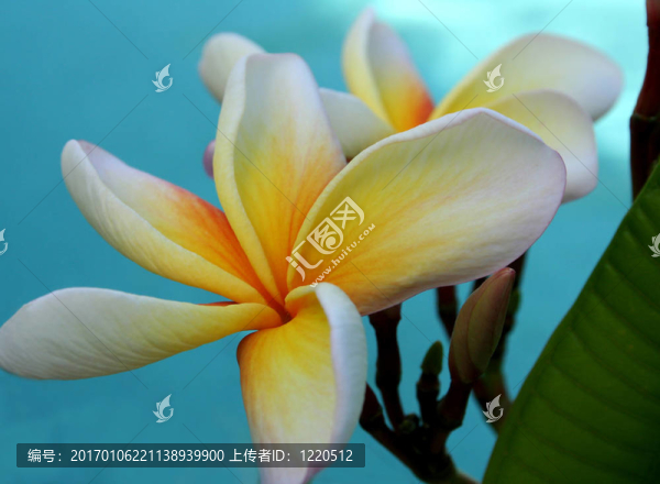 雞蛋花的池