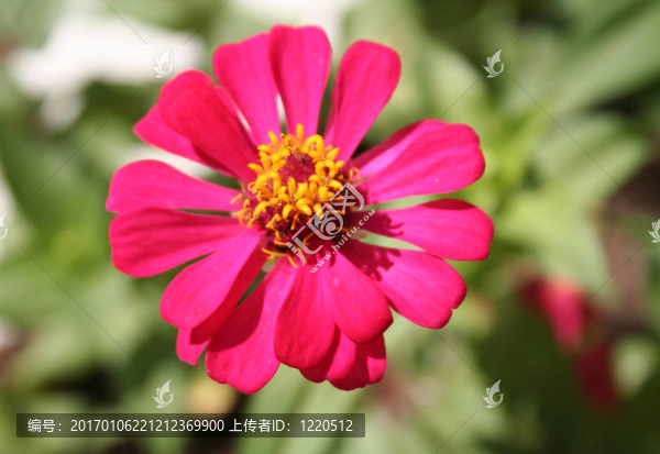深紅色的雛菊