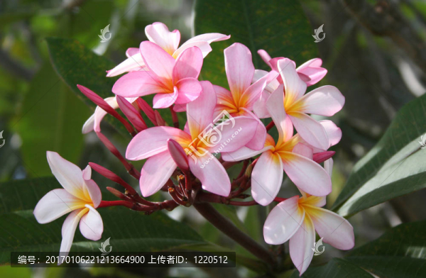 粉紅色的frangpanis
