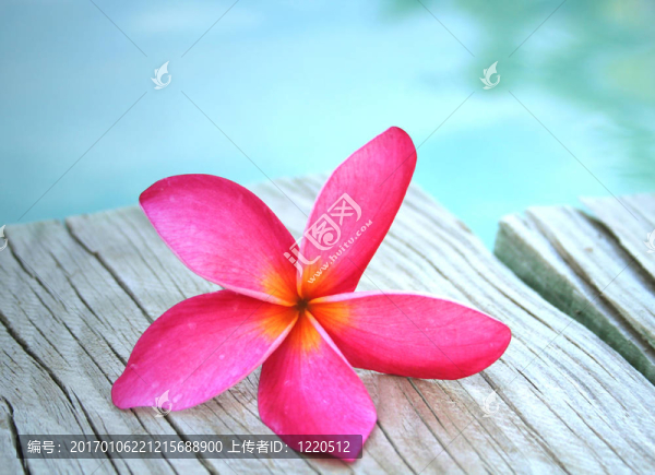 粉紅色的雞蛋花