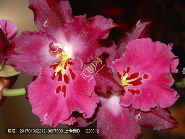 兩個粉紅色的蘭花