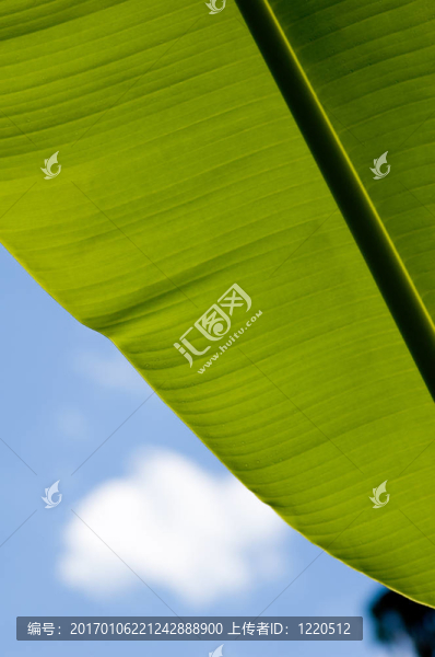 香蕉葉