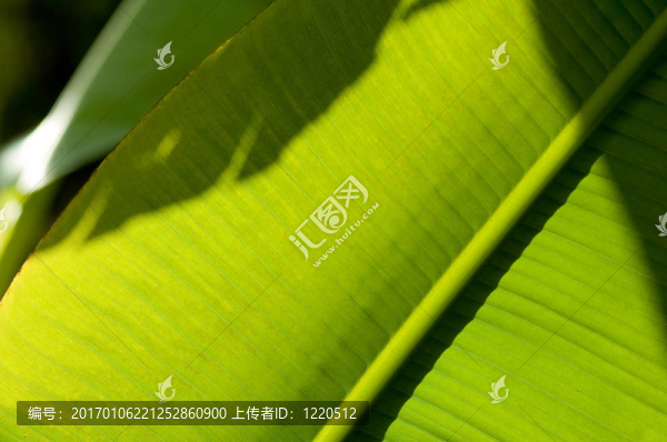 香蕉葉宏
