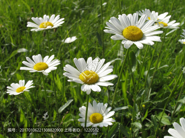 野雛菊