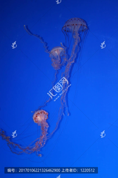 蒙特雷水族館2
