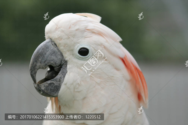 摩鹿加鳳頭鸚鵡