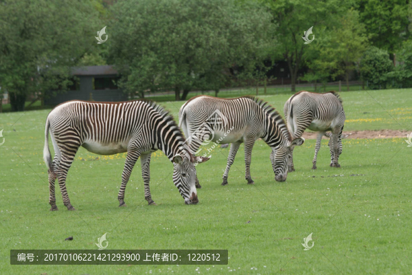 三斑馬