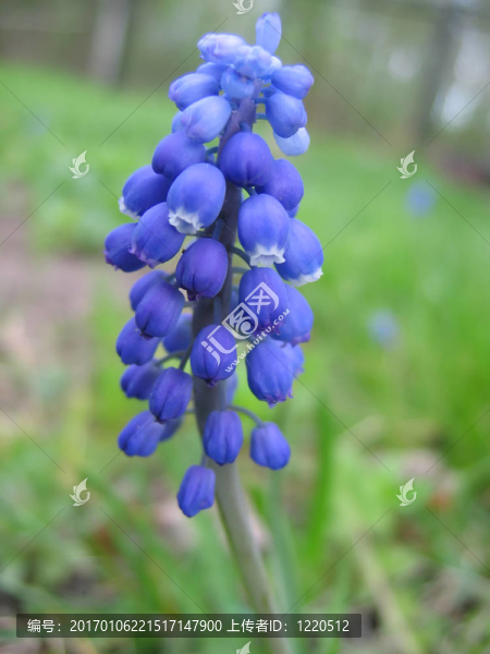 葡萄風(fēng)信子屬