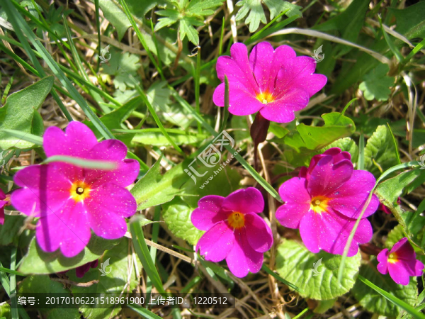 花