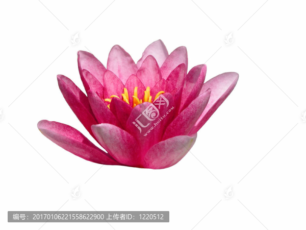荷花設(shè)計(jì)元素