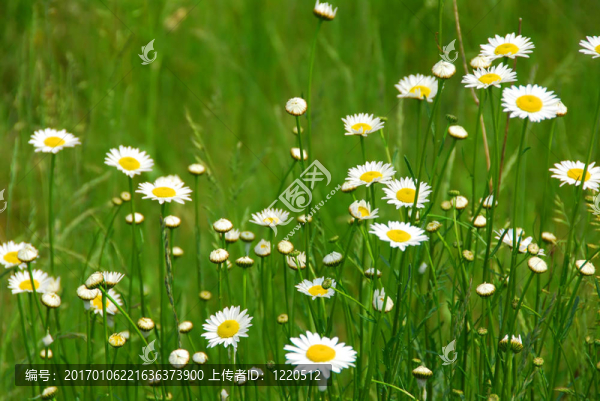 野雛菊