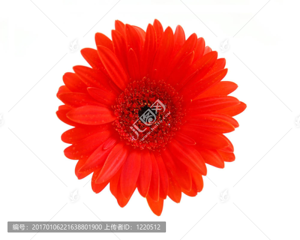 紅色的鮮花