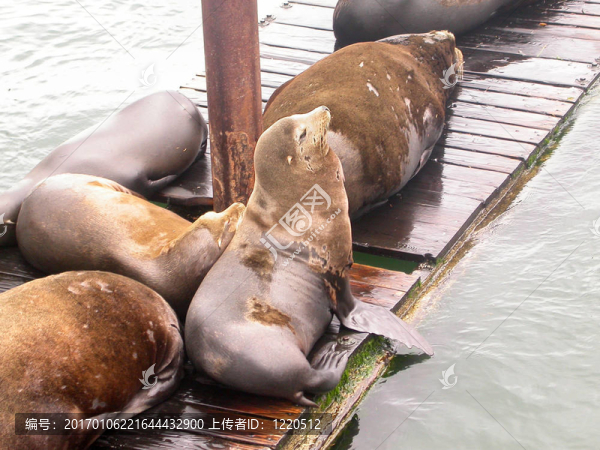 俄勒岡海獅