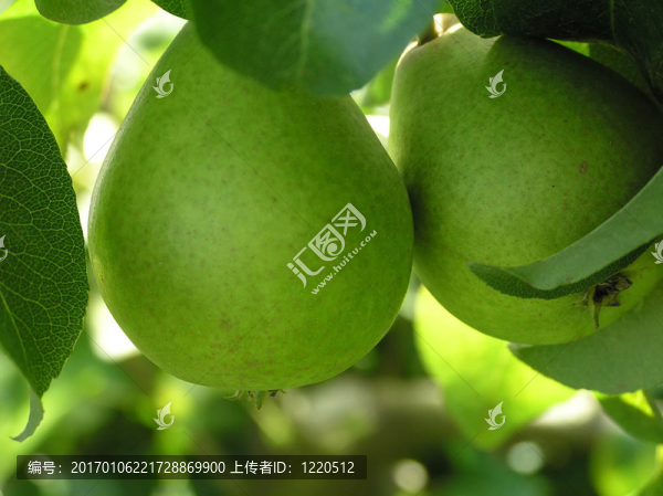 梨