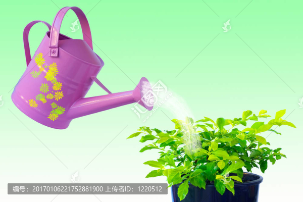 植物護(hù)理