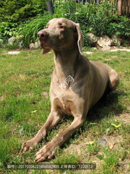 威瑪獵犬的狗拉