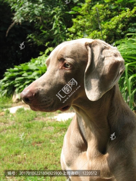 威瑪獵犬的狗形