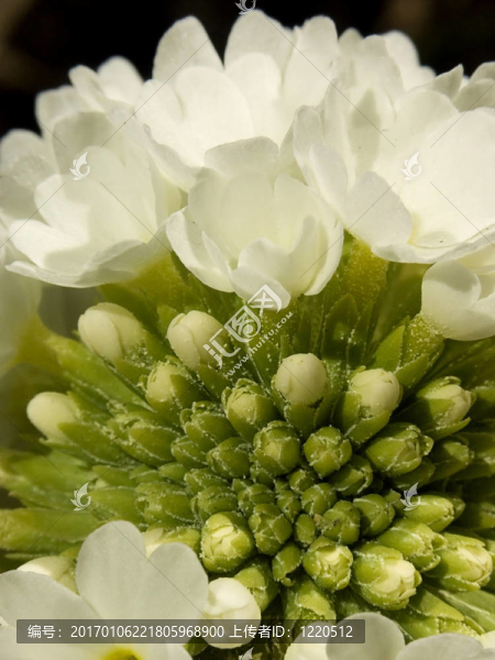 白色的報(bào)春花II