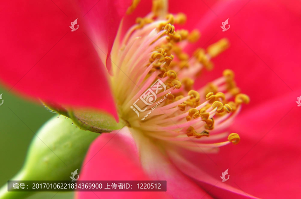 紅玫瑰