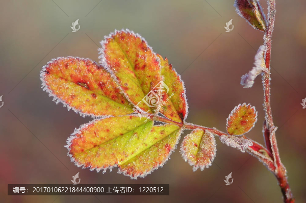 橡樹葉-匯圖網(wǎng) www.fosd68.com 橡樹葉