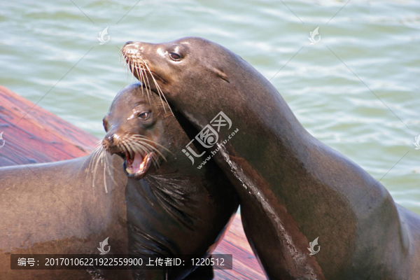 海獅11