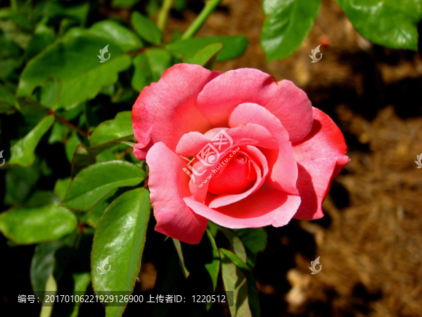 珊瑚玫瑰