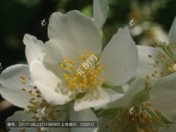 白色的花朵