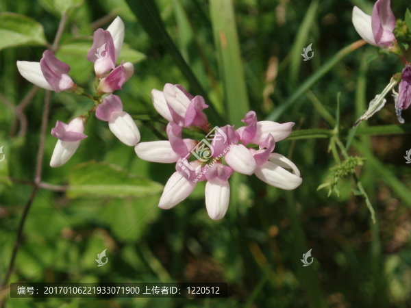 粉花