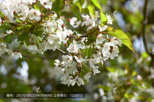 櫻花