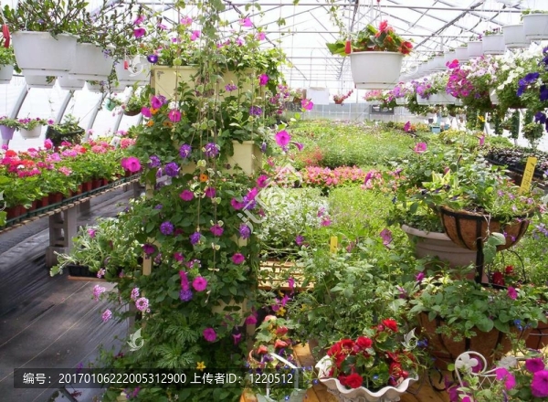 溫室植物和花卉