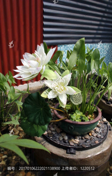 花園