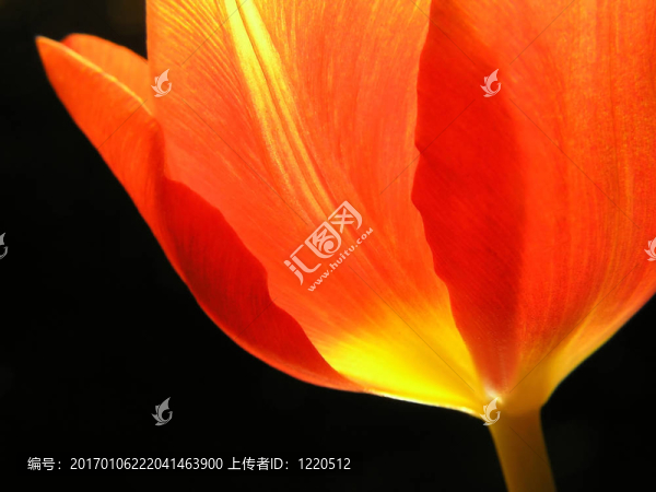 紅色的郁金香