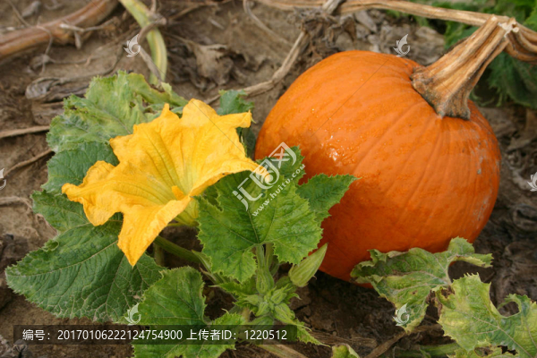 花和南瓜