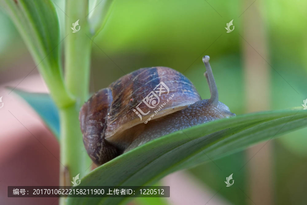 園林病蟲害或法國(guó)美食-匯圖網(wǎng) www.fosd68.com 園林病蟲害或法國(guó)美食