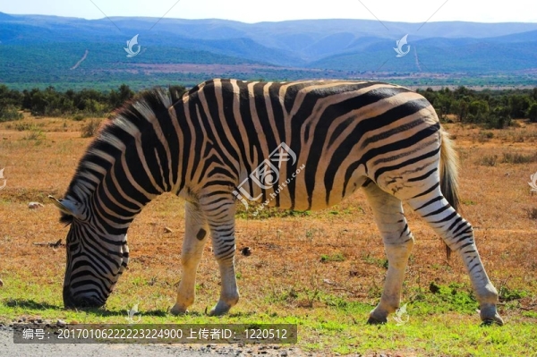 斑馬