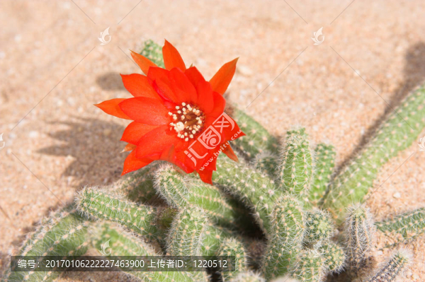 仙人掌花