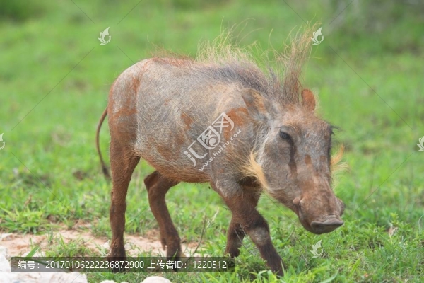 泥濘的疣豬-匯圖網(wǎng) www.fosd68.com 泥濘的疣豬