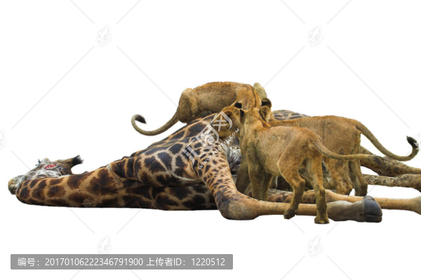 獅子的盛宴