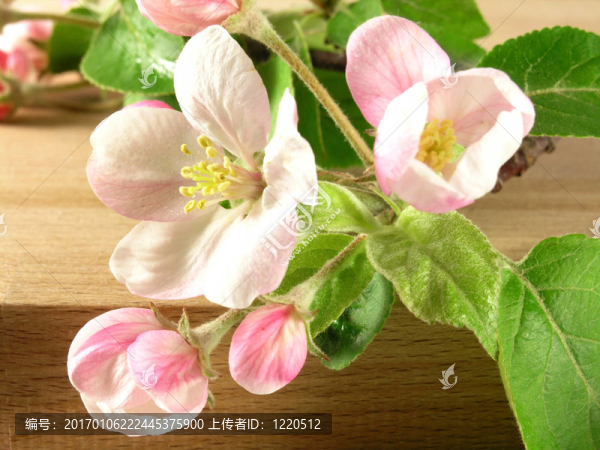 枝-蘋果樹(shù)