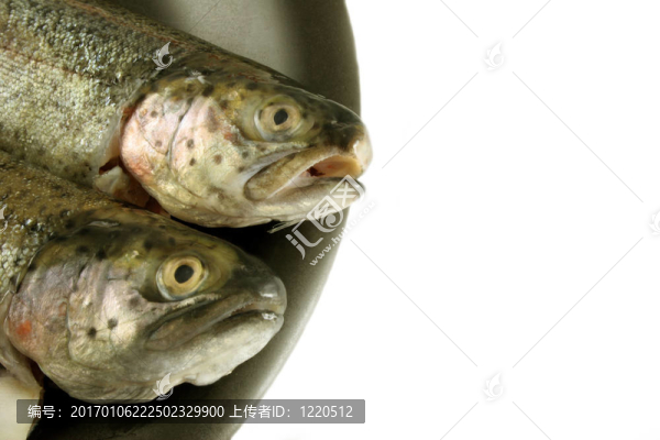 在黑板上分離的新鮮鱒魚